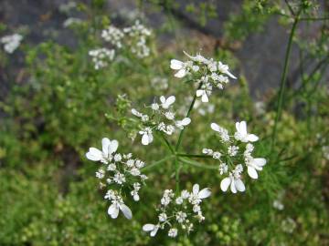 Fotografia da espécie Coriandrum sativum