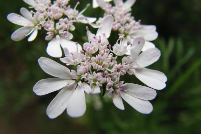 Fotografia da espécie Coriandrum sativum