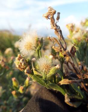 Fotografia 10 da espécie Erigeron bonariensis no Jardim Botânico UTAD