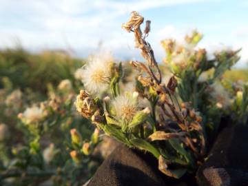 Fotografia da espécie Erigeron bonariensis