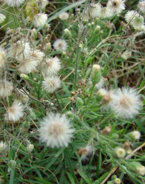 Fotografia 11 da espécie Erigeron bonariensis no Jardim Botânico UTAD