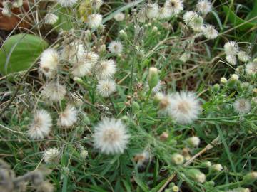 Fotografia da espécie Erigeron bonariensis