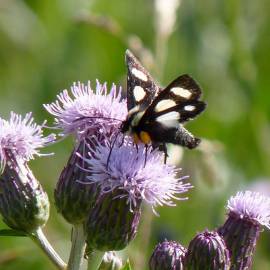 Fotografia da espécie Cirsium arvense