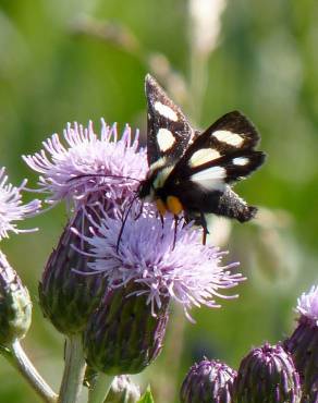 Fotografia 7 da espécie Cirsium arvense no Jardim Botânico UTAD