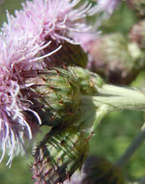 Fotografia 8 da espécie Cirsium arvense no Jardim Botânico UTAD