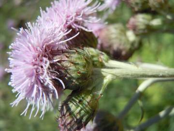 Fotografia da espécie Cirsium arvense