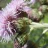 Fotografia 8 da espécie Cirsium arvense do Jardim Botânico UTAD