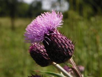 Fotografia da espécie Cirsium arvense