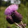 Fotografia 9 da espécie Cirsium arvense do Jardim Botânico UTAD