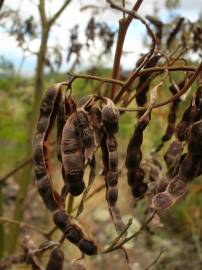 Fotografia da espécie Acacia mearnsii