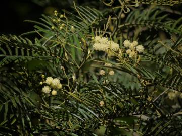 Fotografia da espécie Acacia mearnsii