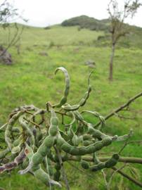 Fotografia da espécie Acacia mearnsii