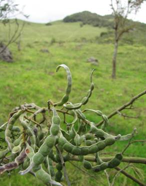 Fotografia 8 da espécie Acacia mearnsii no Jardim Botânico UTAD