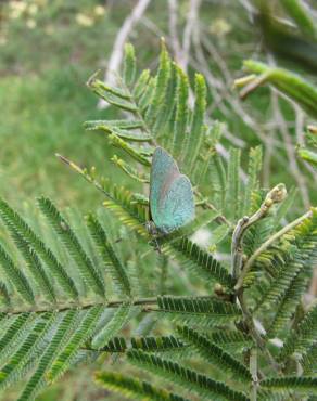 Fotografia 9 da espécie Acacia mearnsii no Jardim Botânico UTAD