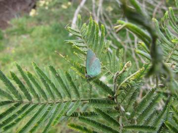 Fotografia da espécie Acacia mearnsii