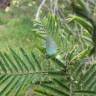 Fotografia 9 da espécie Acacia mearnsii do Jardim Botânico UTAD