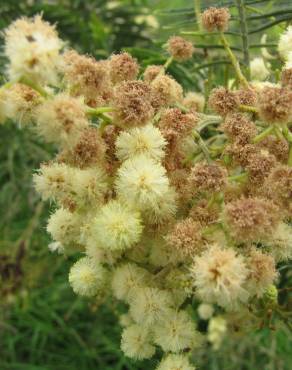 Fotografia 10 da espécie Acacia mearnsii no Jardim Botânico UTAD