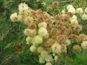 Fotografia da espécie Acacia mearnsii