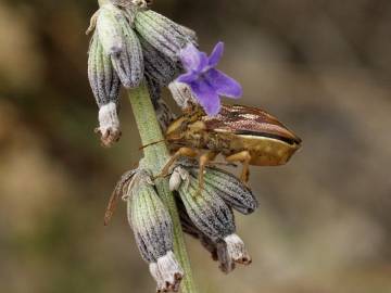 Fotografia da espécie Lavandula latifolia