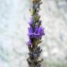 Fotografia 5 da espécie Lavandula latifolia do Jardim Botânico UTAD