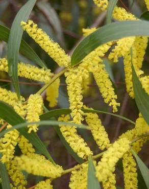 Fotografia 6 da espécie Acacia longifolia no Jardim Botânico UTAD