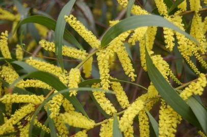 Fotografia da espécie Acacia longifolia