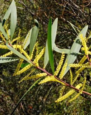 Fotografia 7 da espécie Acacia longifolia no Jardim Botânico UTAD