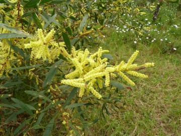 Fotografia da espécie Acacia longifolia