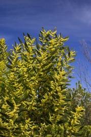 Fotografia da espécie Acacia longifolia