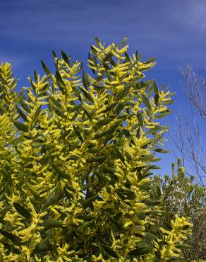 Fotografia 9 da espécie Acacia longifolia no Jardim Botânico UTAD