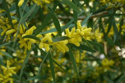 Fotografia da espécie Acacia longifolia