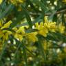 Fotografia 10 da espécie Acacia longifolia do Jardim Botânico UTAD