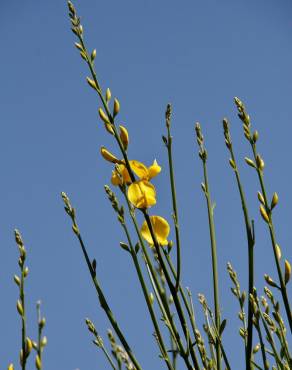 Fotografia 11 da espécie Spartium junceum no Jardim Botânico UTAD