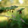 Fotografia 9 da espécie Sorghum halepense do Jardim Botânico UTAD