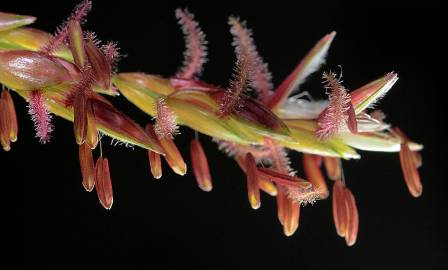 Fotografia da espécie Sorghum halepense