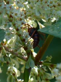 Fotografia da espécie Reynoutria japonica