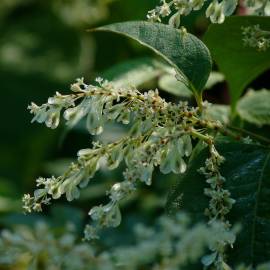 Fotografia da espécie Reynoutria japonica