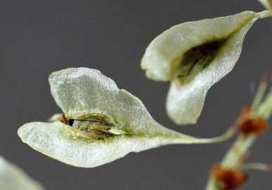 Fotografia da espécie Reynoutria japonica