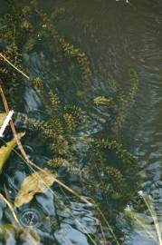 Fotografia da espécie Elodea canadensis