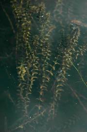 Fotografia da espécie Elodea canadensis