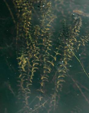 Fotografia 5 da espécie Elodea canadensis no Jardim Botânico UTAD