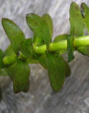 Fotografia 6 da espécie Elodea canadensis no Jardim Botânico UTAD