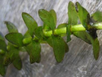 Fotografia da espécie Elodea canadensis