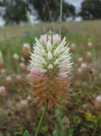 Fotografia da espécie Trifolium vesiculosum