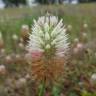 Fotografia 3 da espécie Trifolium vesiculosum do Jardim Botânico UTAD