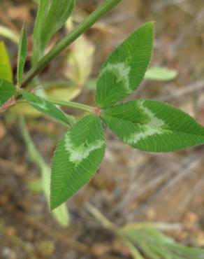 Fotografia 4 da espécie Trifolium vesiculosum no Jardim Botânico UTAD