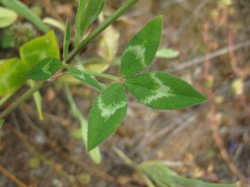 Fotografia da espécie Trifolium vesiculosum