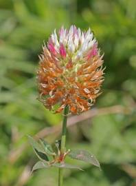 Fotografia da espécie Trifolium vesiculosum
