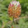 Fotografia 5 da espécie Trifolium vesiculosum do Jardim Botânico UTAD