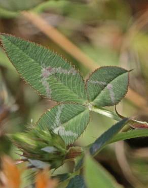 Fotografia 6 da espécie Trifolium vesiculosum no Jardim Botânico UTAD